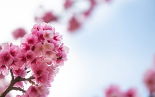 Картинка цветы, вишня, природа, пейзаж, весна, розовый, небо