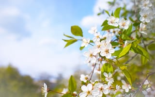 Картинка цветы, природа, весна, белый, небо, зелень, пейзаж