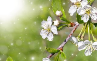 Картинка цветы, природа, весна, белый, зелень, свет, красота