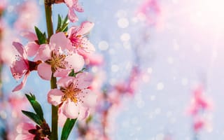 Картинка цветы, весна, природа, розовый, фон, красота, свет