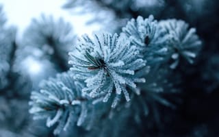 Картинка зима, сосна, мороз, природа, лед, холод, пейзаж