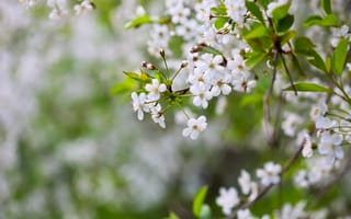 Картинка цветы, весна, природа, белый, дерево, лепестки, зелень