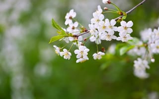 Картинка цветы, вишня, природа, весна, белый, красота, фотография