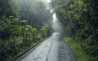 Картинка дождь, природа, дорога, лес, пейзаж, мокро, туман