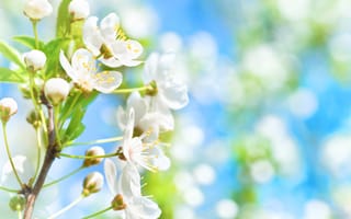 Картинка цветы, весна, природа, бokeh, белый, дерево, небо