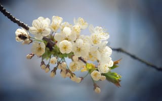 Картинка цветы, вишня, природа, весна, белый, плодовые деревья, пчела