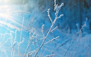 Картинка зима, мороз, природа, снег, ветка, лед, холод