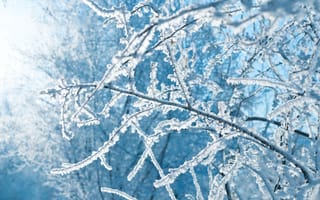 Картинка зима, снег, лед, природа, ветки, холод, пейзаж