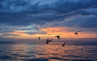 Картинка море, закат, птицы, облака, вода, природа, пейзаж