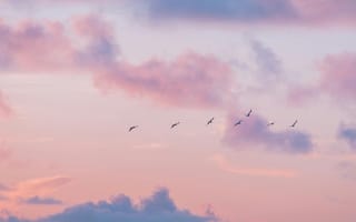 Картинка небо, птицы, облака, закат, природа, пейзаж, мир