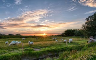 Картинка пейзаж, закат, овцы, природа, трава, небо, сельская местность