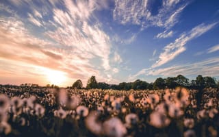 Картинка пейзаж, цветы, закат, небо, природа, поля, обои