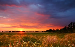 Картинка закат, пейзаж, природа, цветы, небо, поля, лето