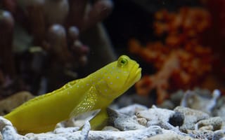 Картинка рыба, аквариум, желтая, подводный мир, морская жизнь, губка, кораллы