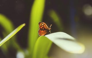 Картинка бабочка, растение, природа, зелень, красота, лето, фото