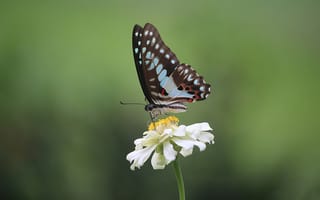 Картинка бабочка, цветок, природа, лето, красота, флора, макро