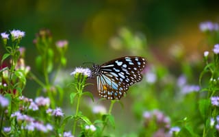 Картинка бабочка, цветы, природа, лето, красота, пейзаж, флора