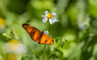 Картинка бабочка, цветы, природа, лето, зелень, красота, флора
