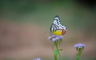 Картинка бабочка, цветы, природа, красота, лето, флора, макро