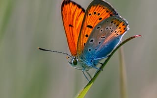 Картинка бабочка, природа, красота, цвет, фото, макро, животные