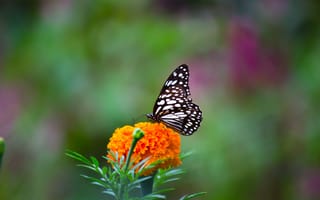 Картинка бабочка, цветок, природа, лето, красота, флора, яркий