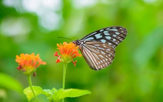Картинка бабочка, цветы, природа, зелень, лето, красота, флора