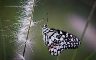 Картинка бабочка, природа, цвета, фото, животные, лето, красота