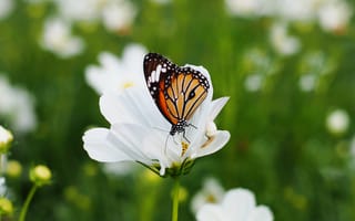 Картинка бабочка, цветы, природа, лето, красота, зелень, пейзаж