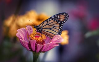 Картинка бабочка, цветок, природа, красота, лето, фото, пейзаж