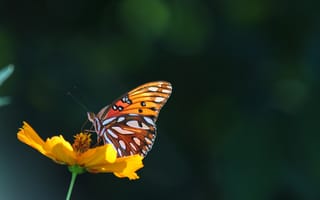 Картинка бабочка, цветок, природа, лето, красота, флора, макро