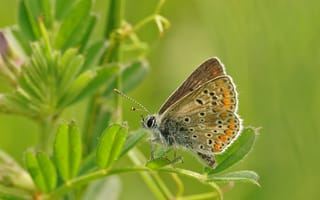 Картинка бабочка, природа, растения, макро, животные, лето, красота