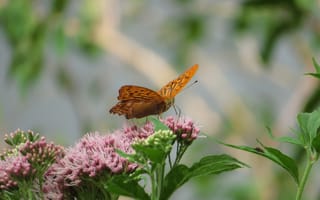 Картинка бабочка, цветы, природа, лето, красота, фото, пейзаж