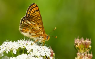 Картинка бабочка, цветы, природа, лето, красота, насекомые, фото, зелень, пейзаж, макро