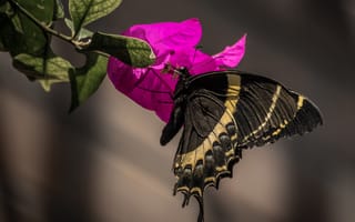 Картинка бабочка, цветок, природа, красота, фото, животные, лето