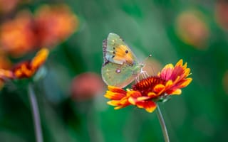 Картинка бабочка, цветы, природа, лето, красота, пейзаж, яркие цвета