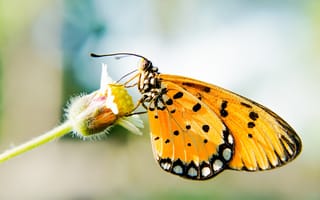 Картинка бабочка, цветок, природа, макро, животные, лето, красота