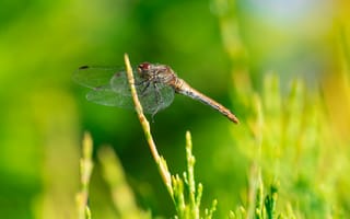 Картинка стрекоза, природа, зелень, макро, лето, насекомое, фото