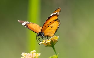 Картинка бабочка, цветы, природа, лето, красота, флора, насекомые