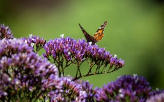 Картинка бабочка, цветы, природа, фото, красота, пейзаж, весна