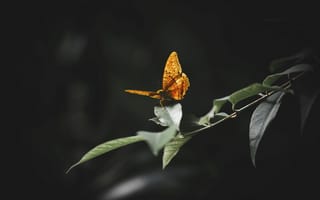 Картинка бабочка, природа, листья, черный фон, красота, животные, фото