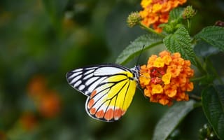 Картинка бабочка, цветы, природа, яркие цвета, лето, пейзаж, красота
