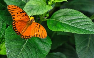 Картинка бабочка, природа, зелень, цвет, лето, красота, фото