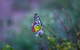 Картинка бабочка, цветок, природа, красота, лето, флора, макро