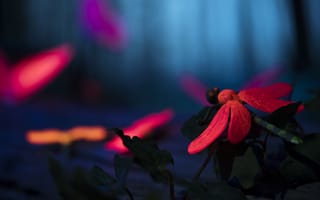 Картинка насекомые, цветы, природа, фото, ночь, красота, свет