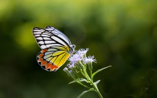 Картинка бабочка, цветок, природа, красота, лето, флора, макро