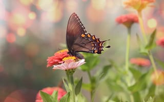 Картинка бабочка, цветы, природа, лето, красота, пейзаж, фото