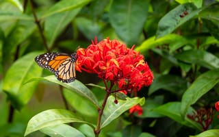 Картинка бабочка, цветы, природа, красный, зелень, лето, красота