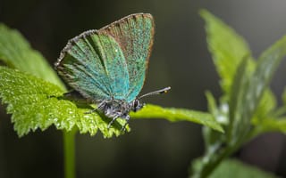 Картинка бабочка, природа, зелень, макро, красота, лето, фото