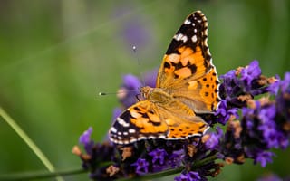Картинка бабочка, цветы, природа, лаванда, лето, красота, флора