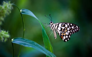 Картинка бабочка, природа, зелень, цветы, лето, красота, фотография